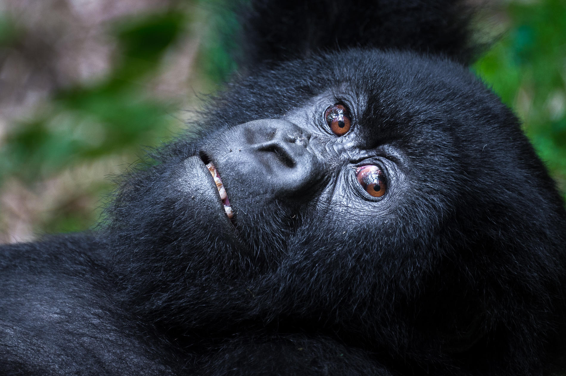 2-Day Gorilla Trekking Safari and Kigali City Tour in Rwanda